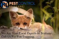 Fox Control Brisbane image 7